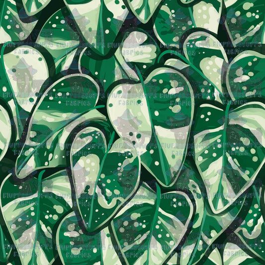 Philodendron Leaves A